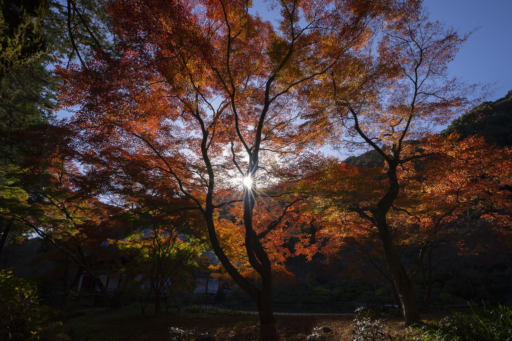 Autumn color