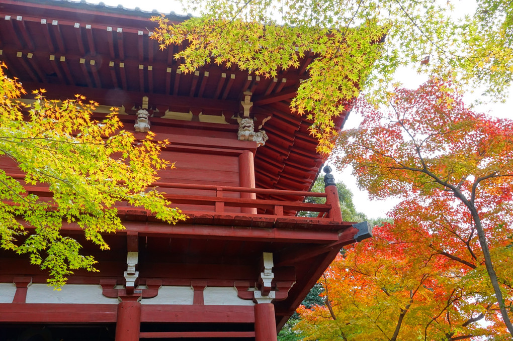 紅葉散歩～本土寺