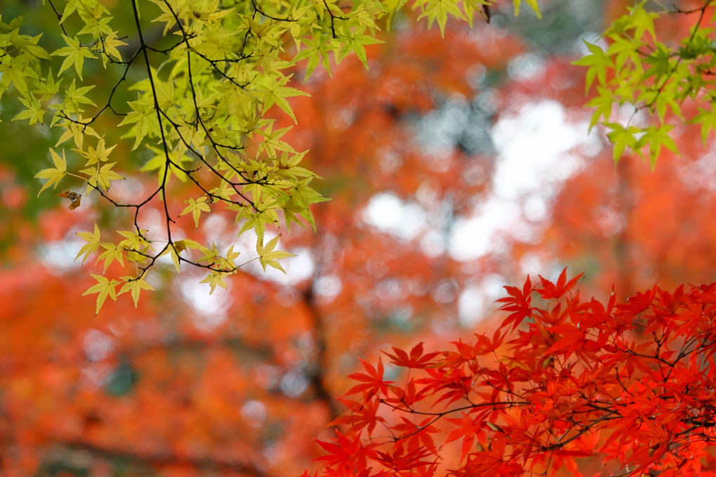 紅葉散歩～本土寺