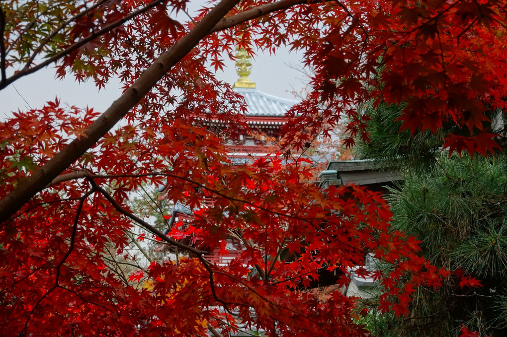 紅葉散歩～本土寺