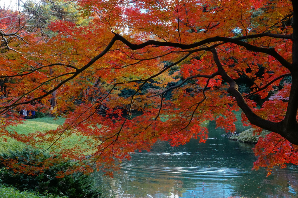 紅葉散歩～小石川後楽園