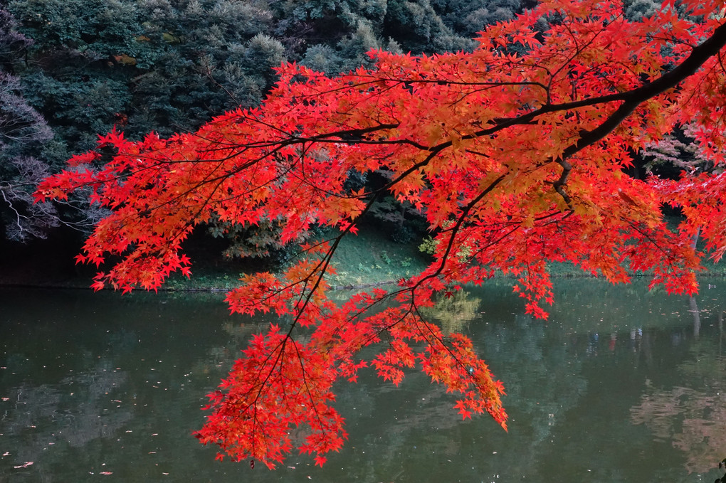 紅葉散歩～小石川後楽園