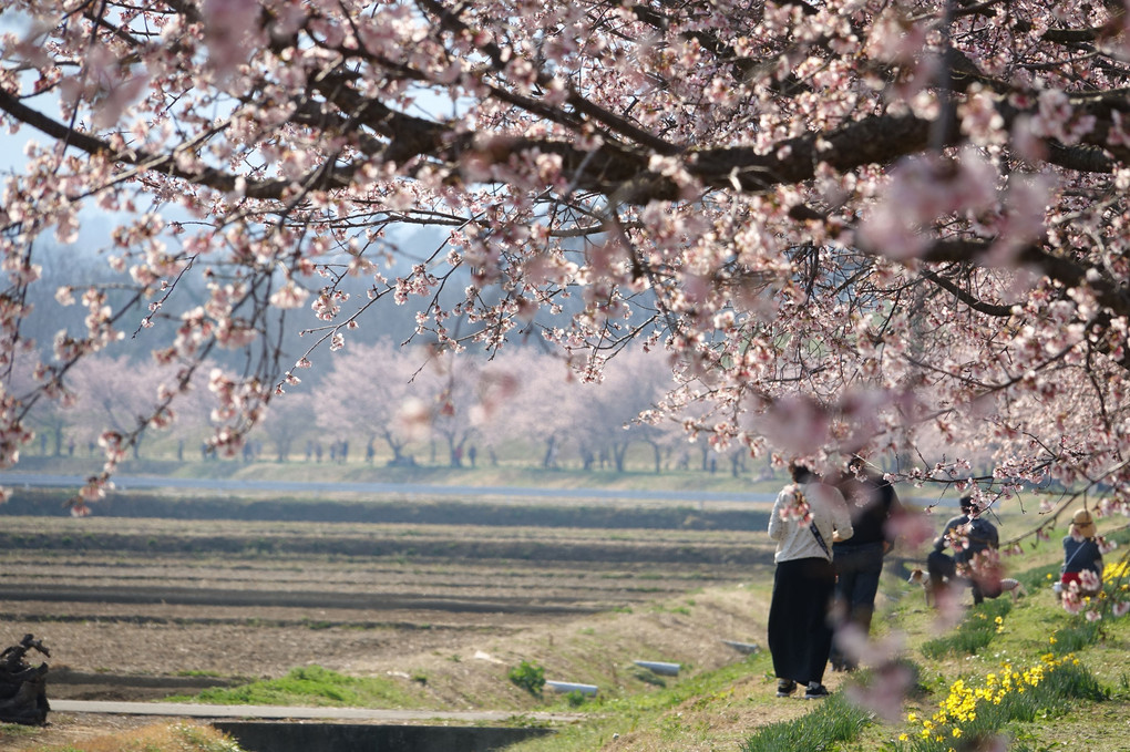 春楽し  北浅羽桜堤 安行寒桜並木