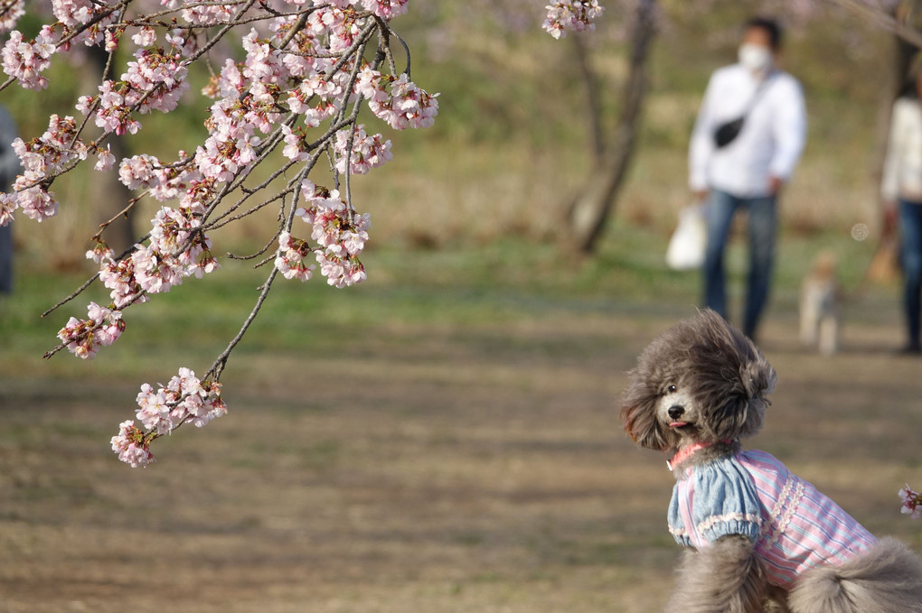 春楽し  北浅羽桜堤 安行寒桜並木