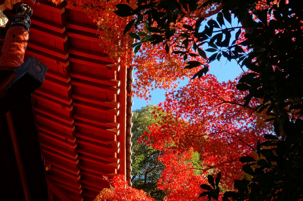 法華の紅葉~本土寺