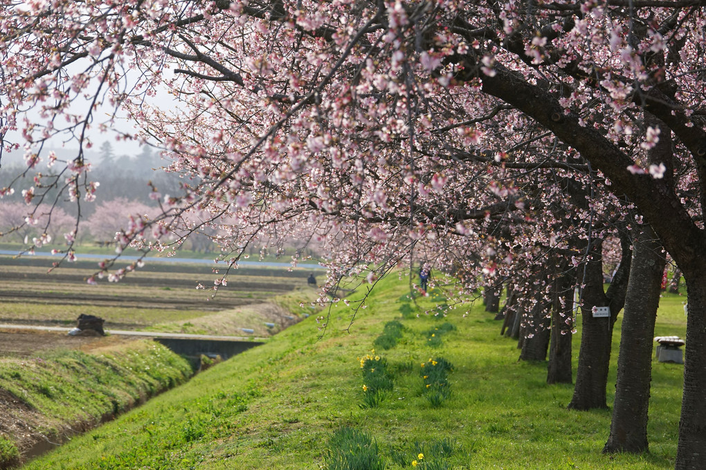 春ふたたび〜満開の安行寒桜