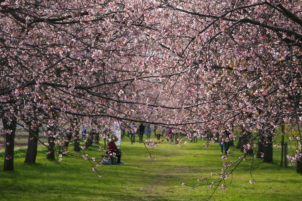 春ふたたび〜満開の安行寒桜