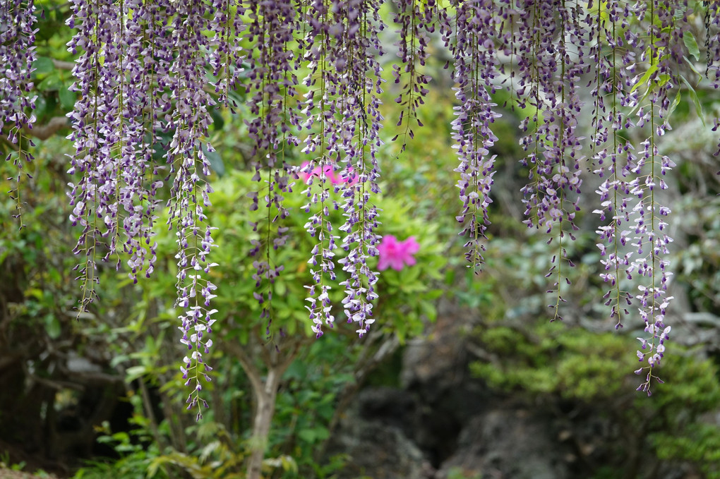 紫靡く春の藤花園