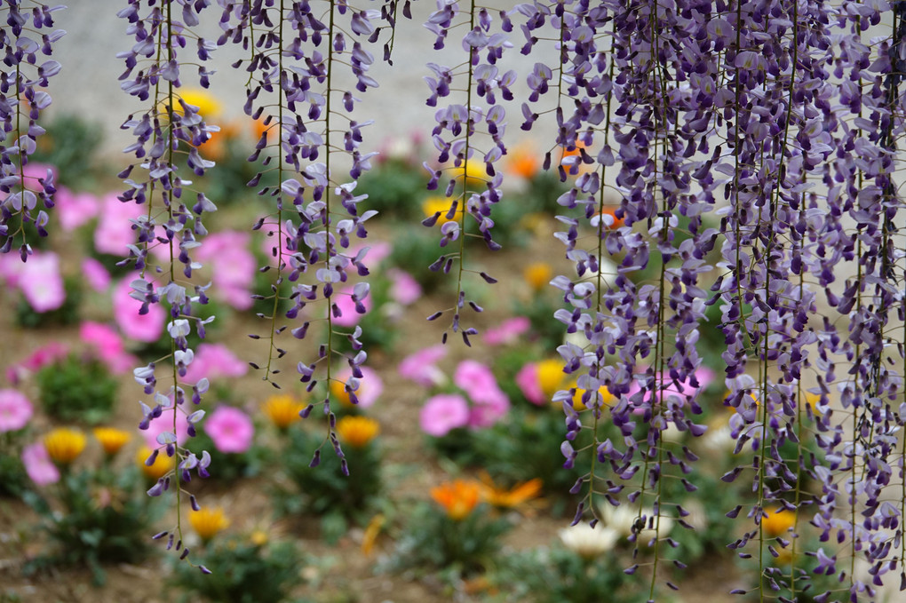 紫靡く春の藤花園