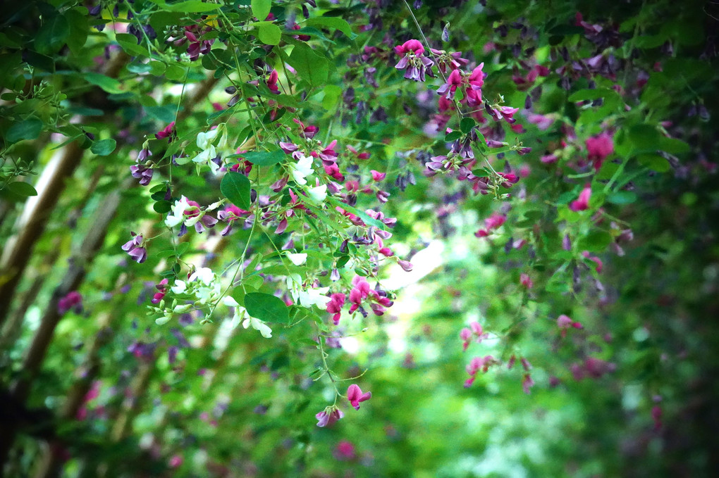 白萩の光こぼるる百花園