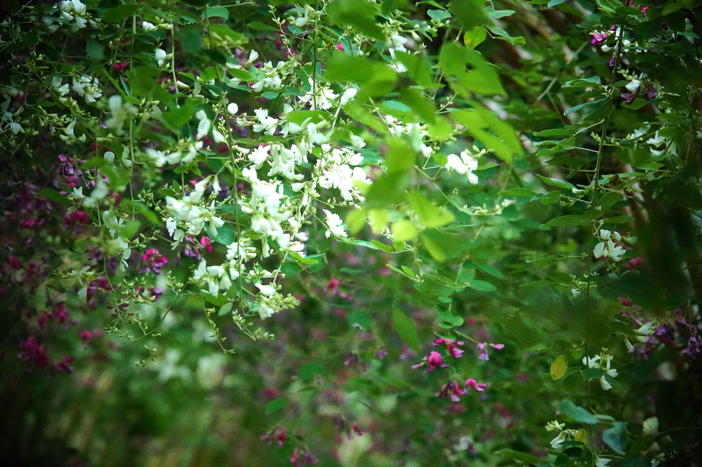 白萩の光こぼるる百花園