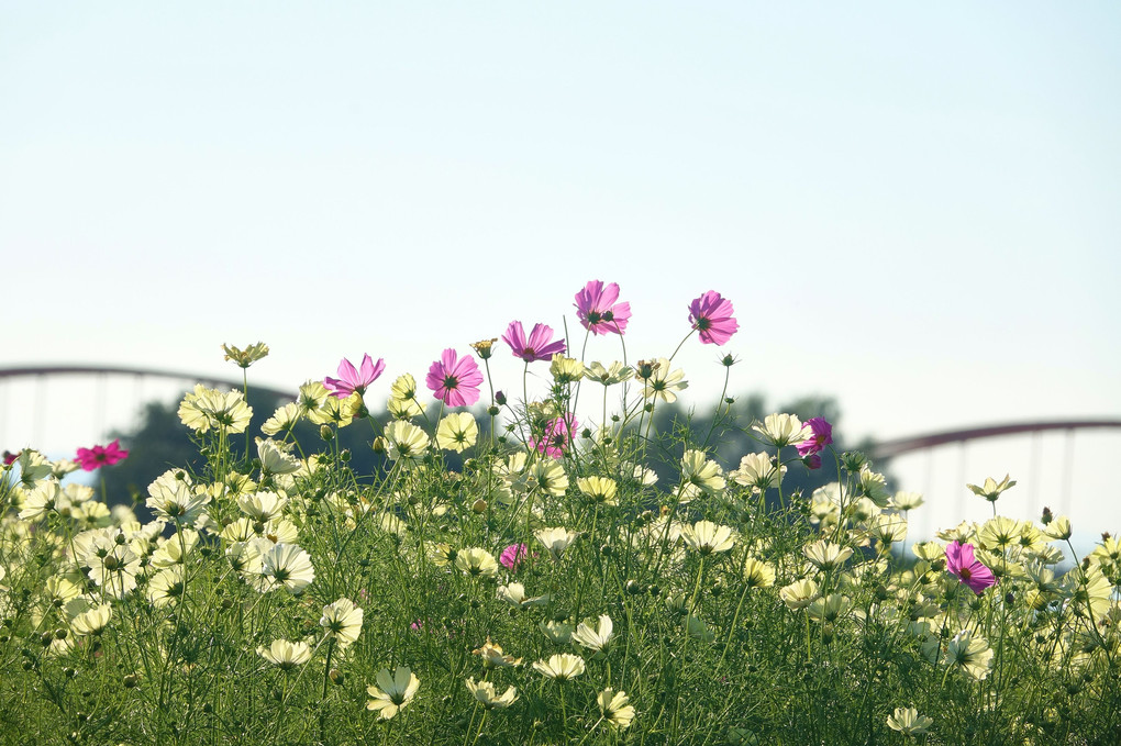 秋揺れるコスモスのお花畑