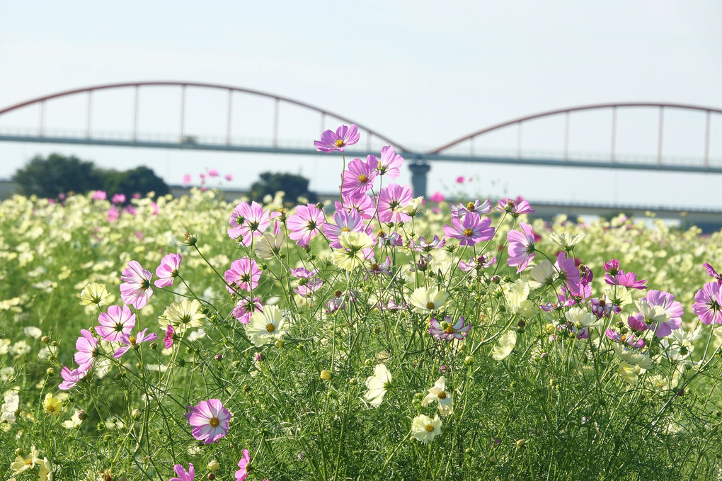 秋揺れるコスモスのお花畑