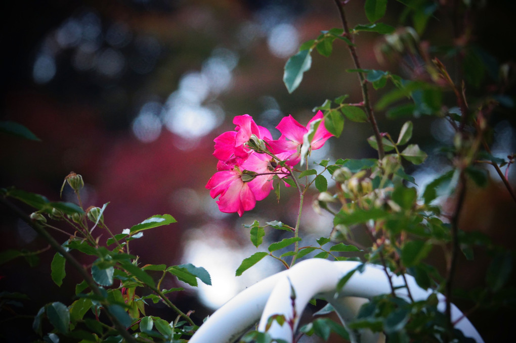 薔薇と紅葉の庭園へようこそ！