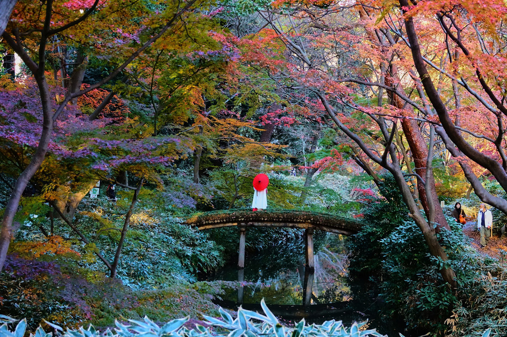 六義園紅葉散歩～渡月橋・つつじ茶屋界隈