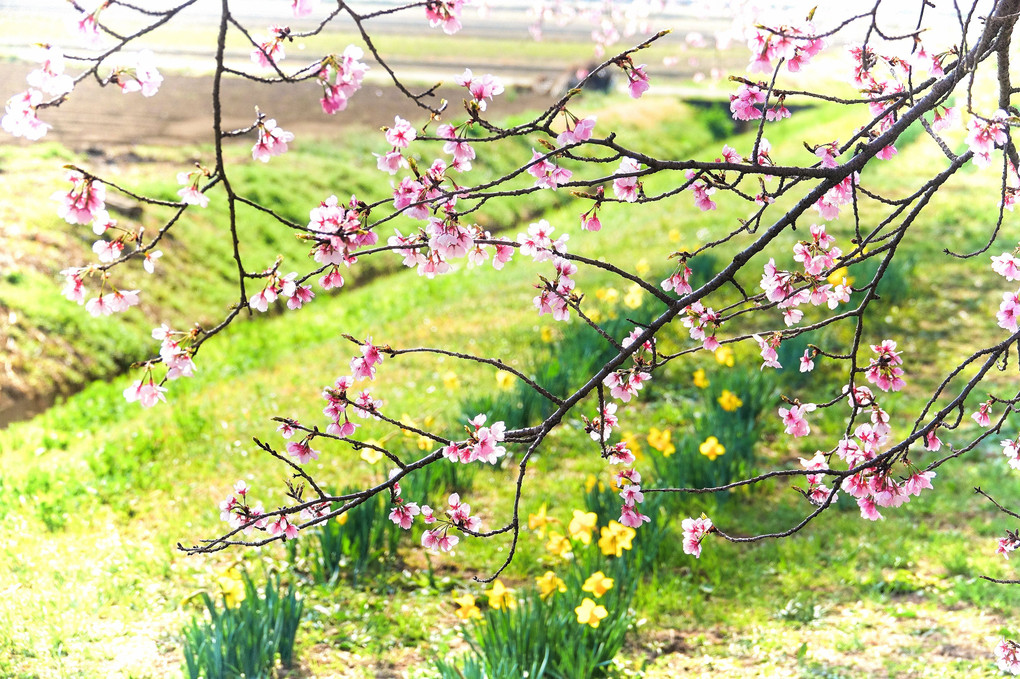 春光に笑みこぼるるや寒桜