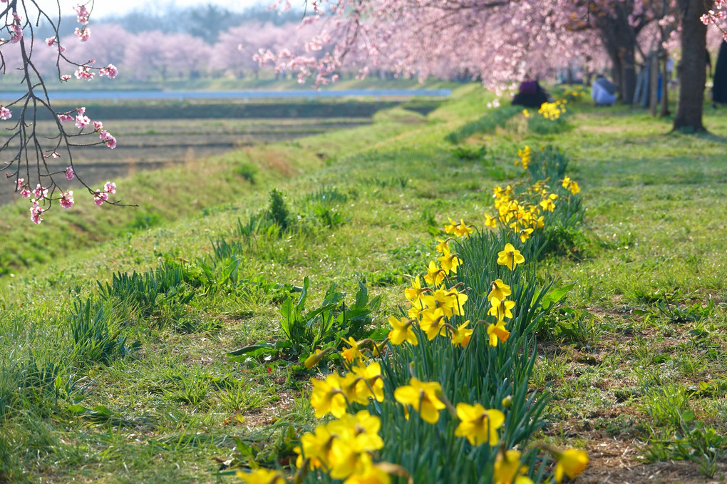 春光に笑みこぼるるや寒桜