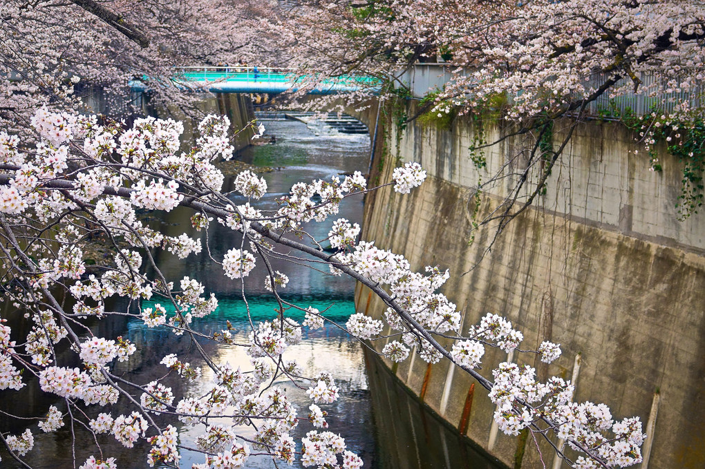 神田川 さくら風情に花電車