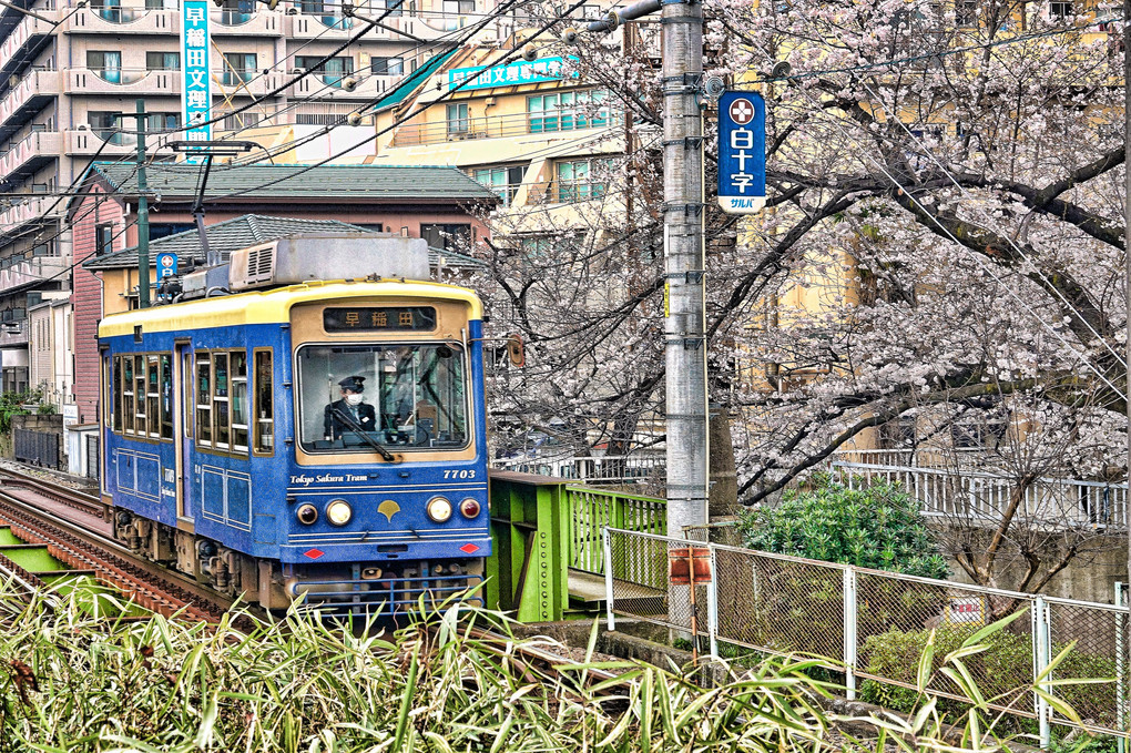 神田川 さくら風情に花電車