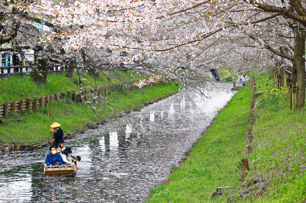 小江戸新河岸川 散り桜に花筏