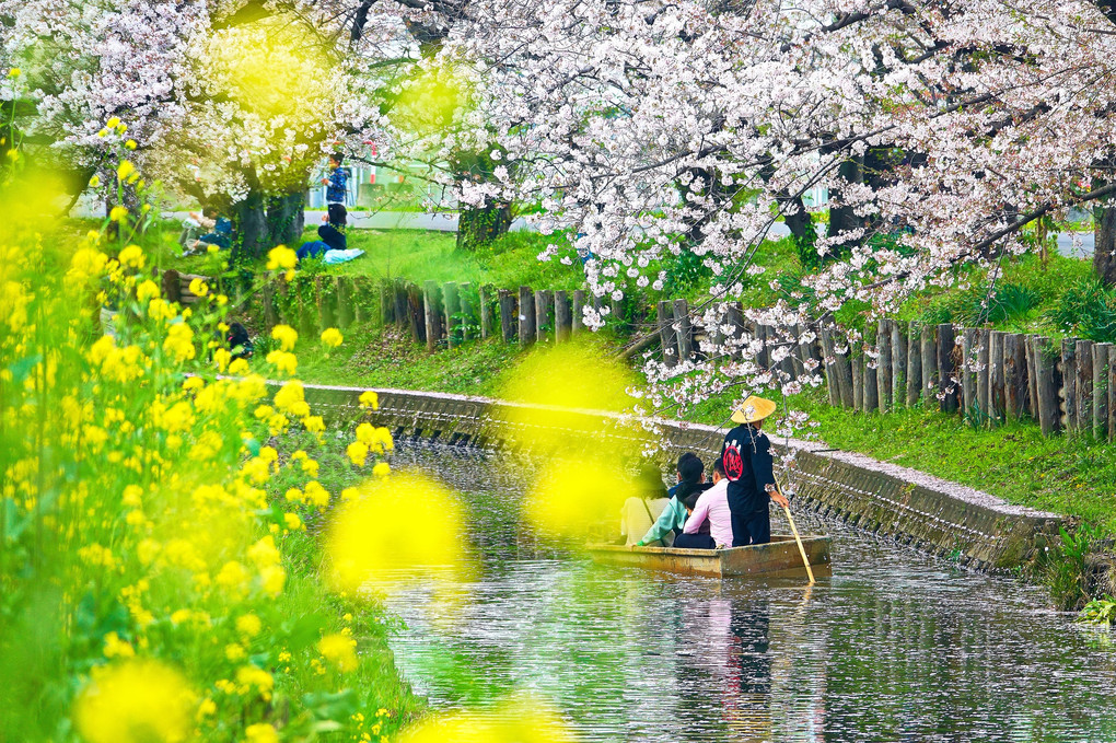 小江戸新河岸川 散り桜に花筏