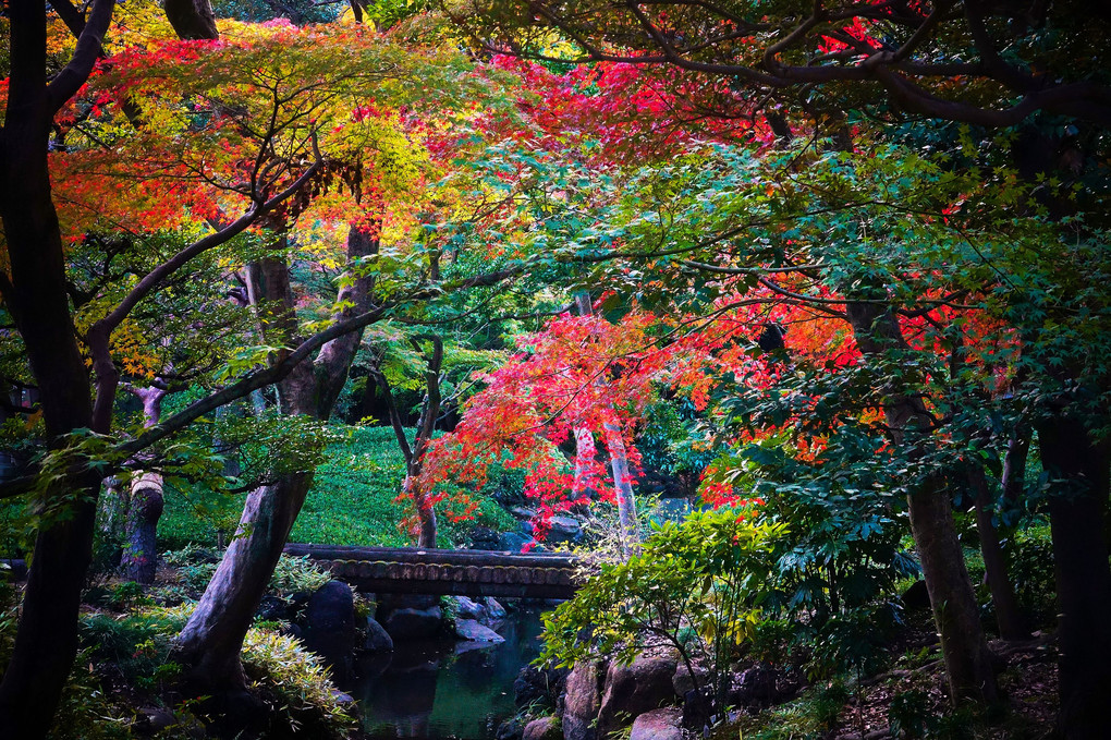 薔薇と紅葉の庭園へようこそ！アゲイン！！