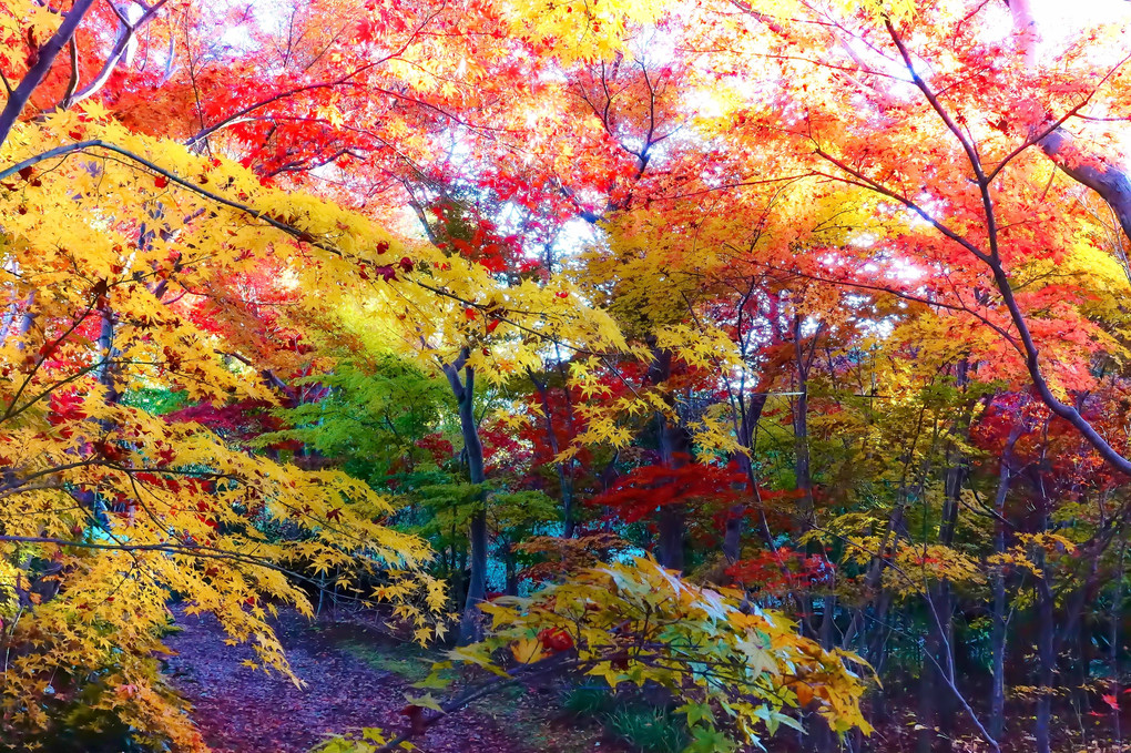秋を楽しむ小林槭樹園 ちょこっと興禅院