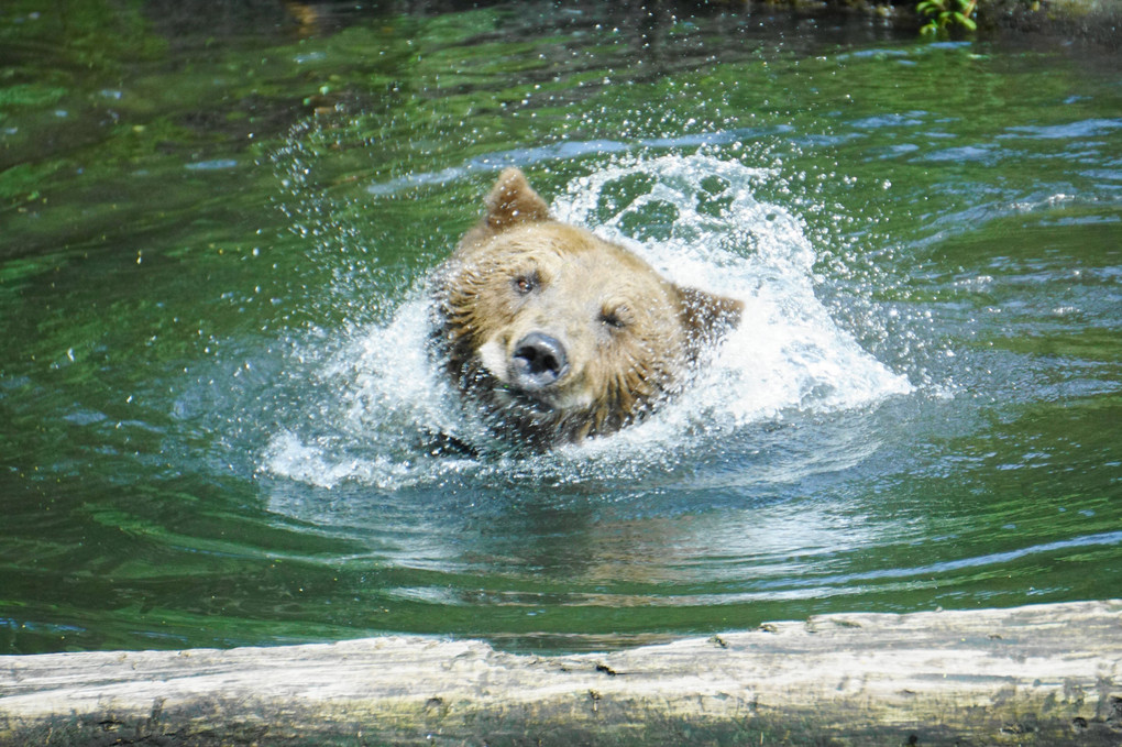 クマの水浴び