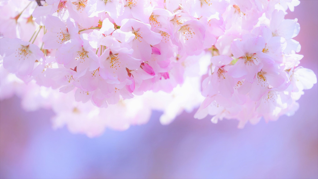 桜色を撮る@新宿　　「アメリカ」を撮った