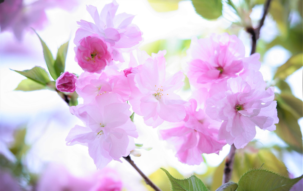 御苑・春最後の桜イベント「八重の桜」撮り