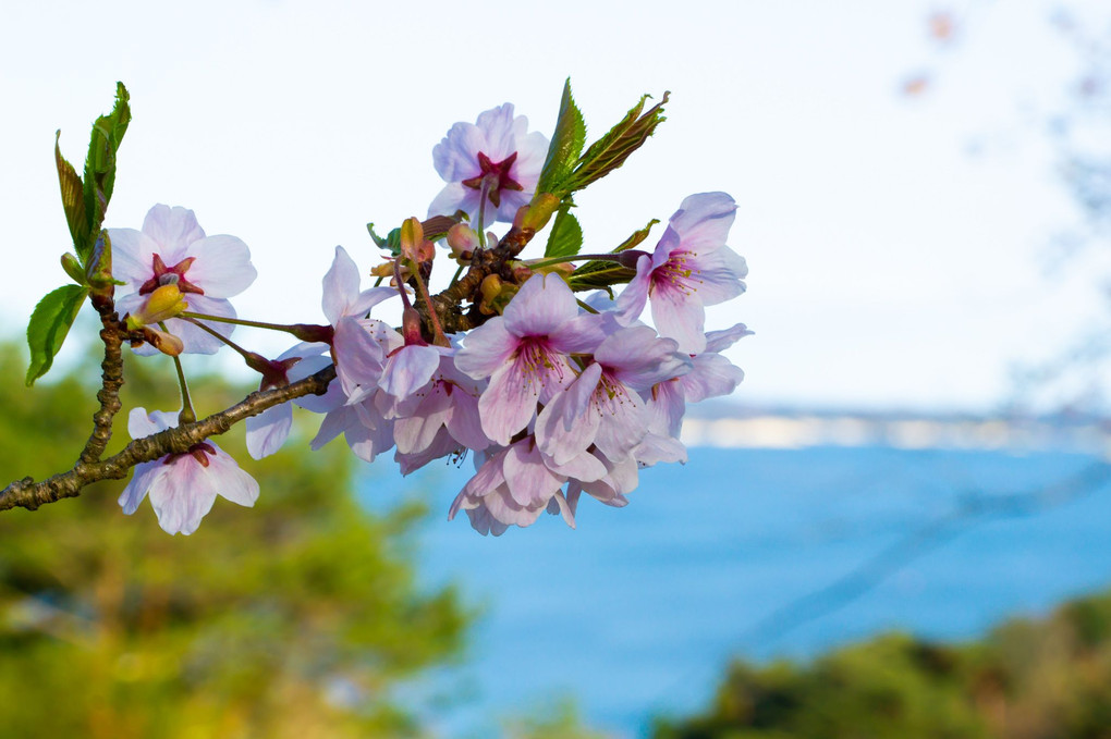 桜と松島湾