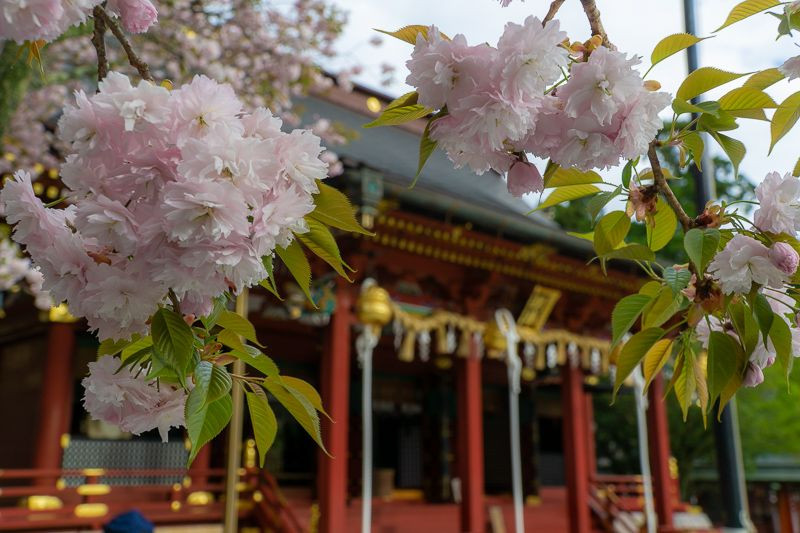 鹽竈神社と鹽竈桜