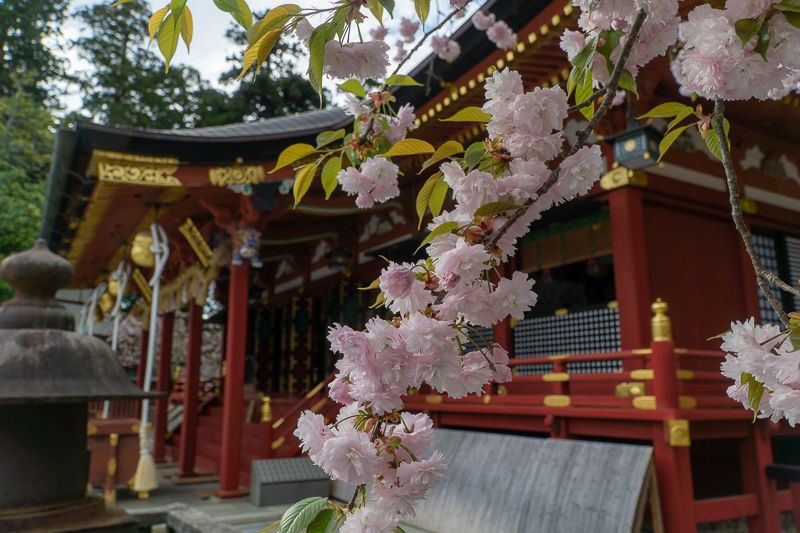 鹽竈神社と鹽竈桜