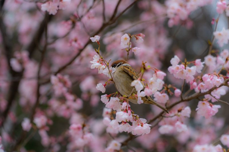 桜を咥えた雀