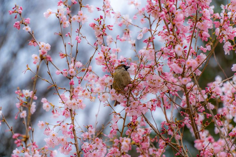 桜を咥えた雀