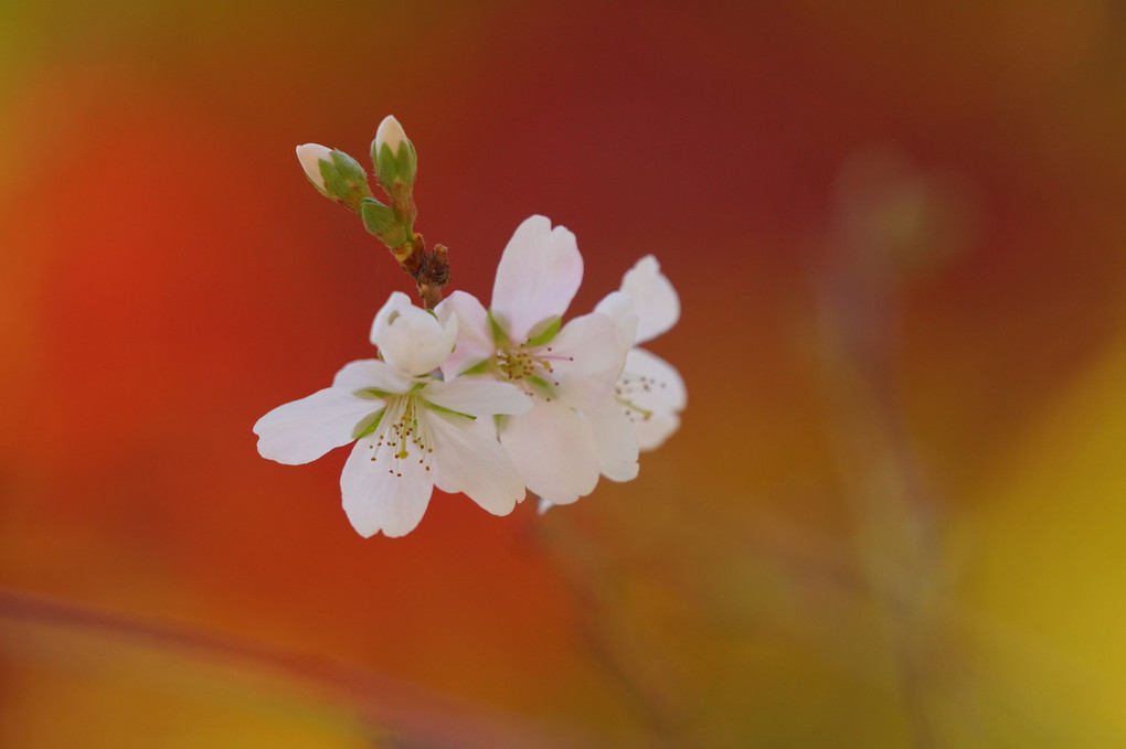 四季桜に会いたくて