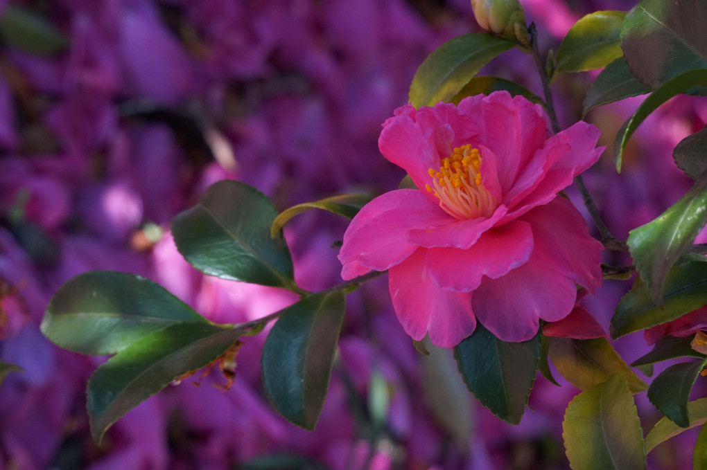 山茶花に会いたくて