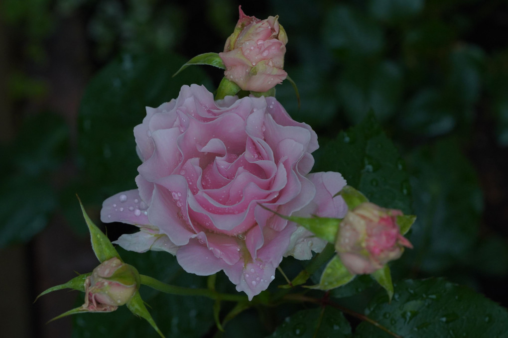我がお庭。。。薔薇『ラ・マリエ』