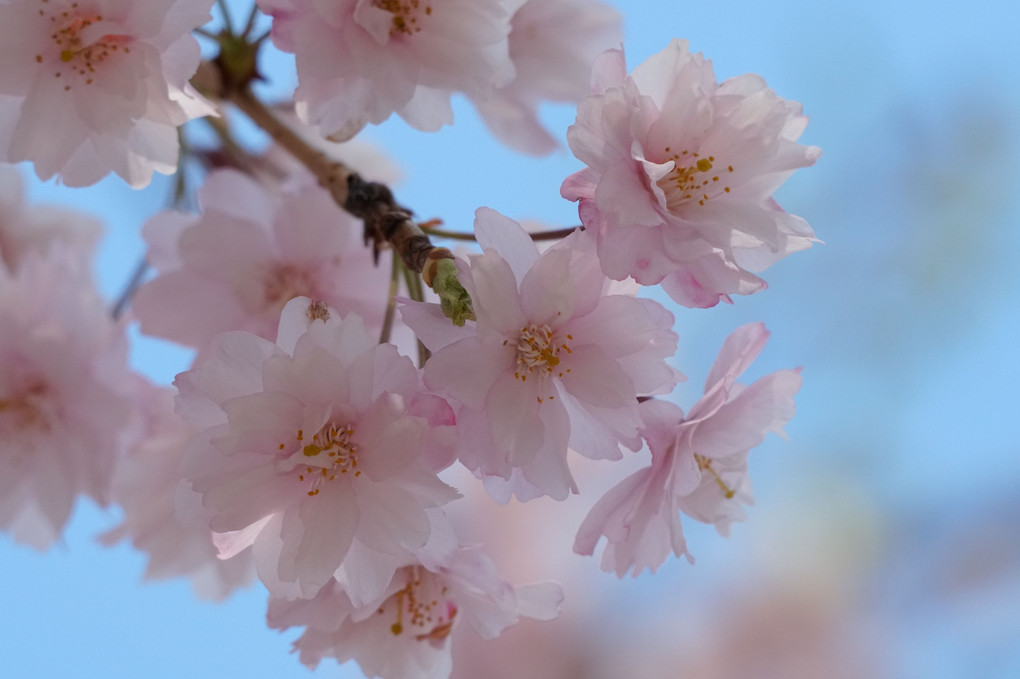 枝垂れ桜に会いたくて