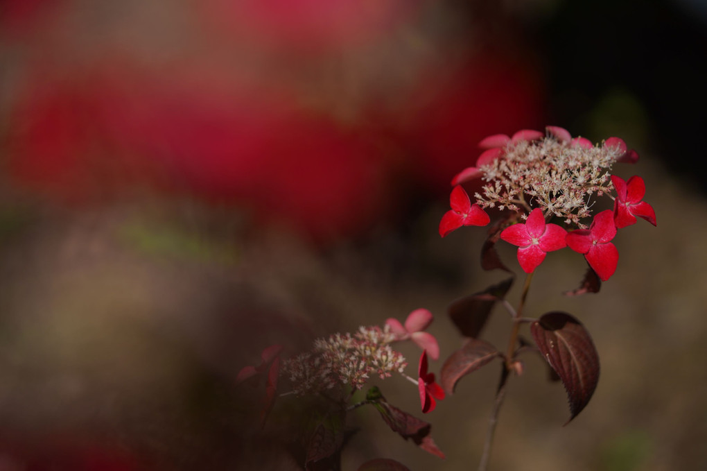 山紫陽花に会いたくて