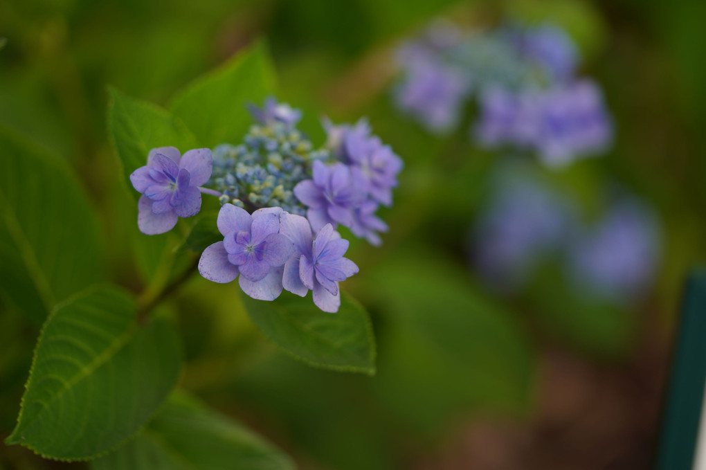 紫陽花に会いたくて