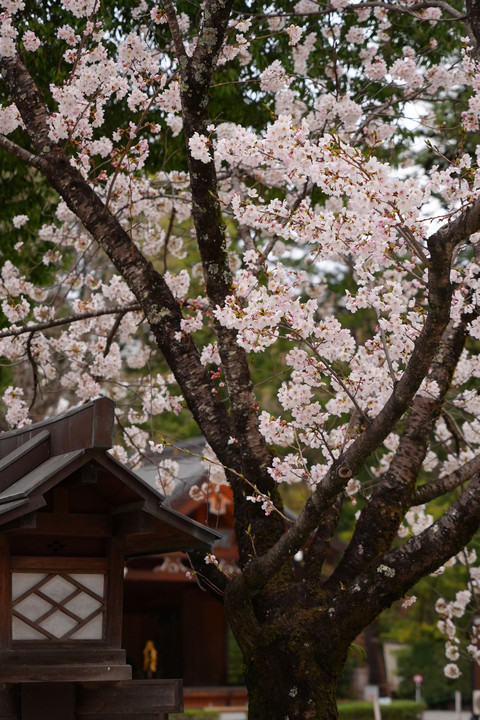 武田神社にて