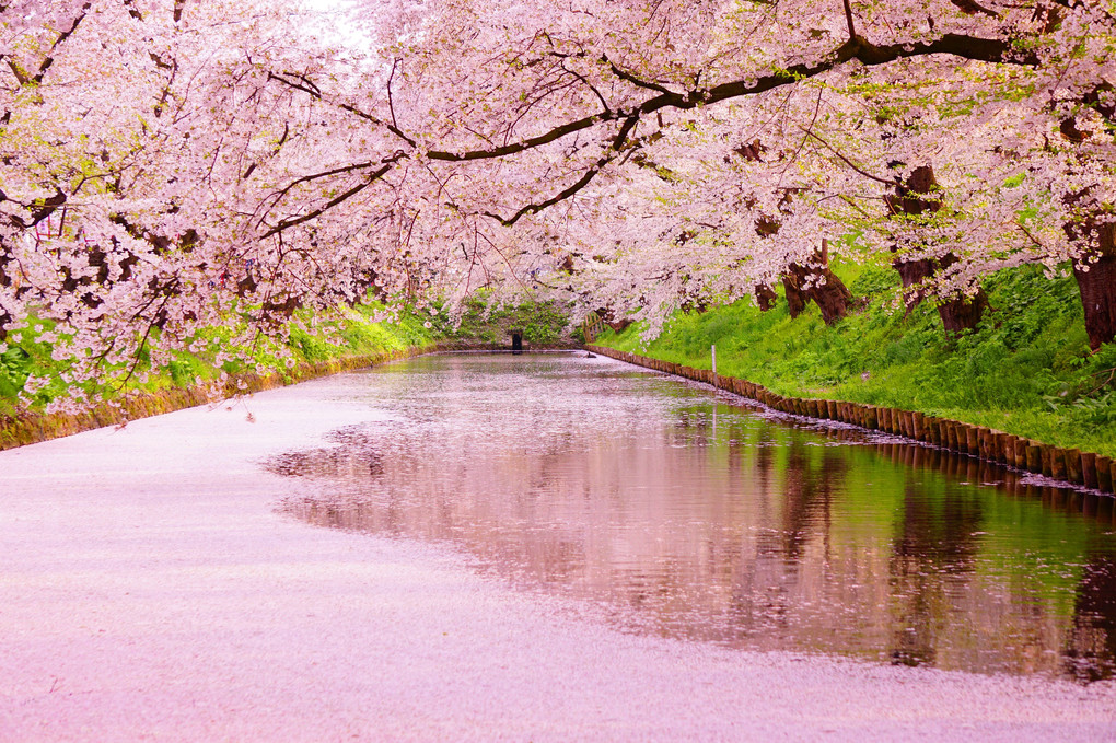 桜の絨毯2