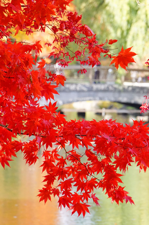 橋と紅葉