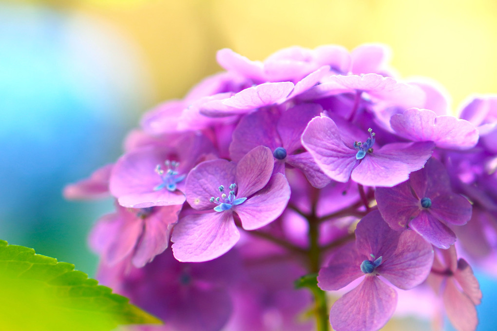 きらきら紫陽花
