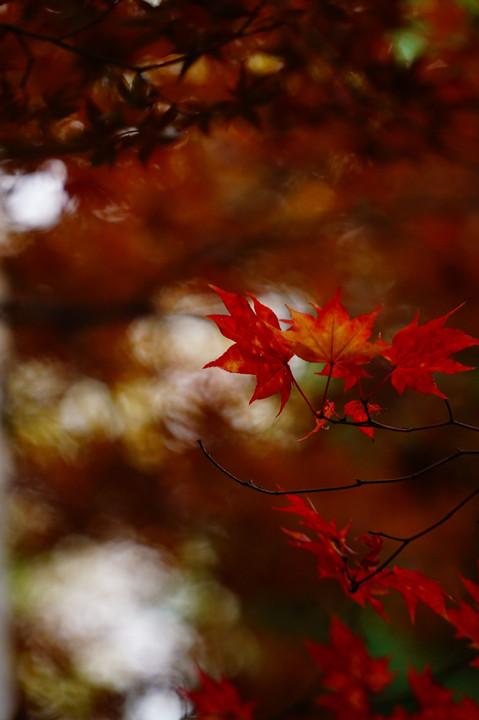 豊平公園の紅葉～体験会♪