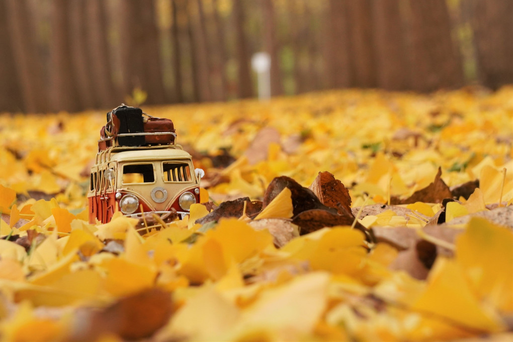秋の落ち葉ロード