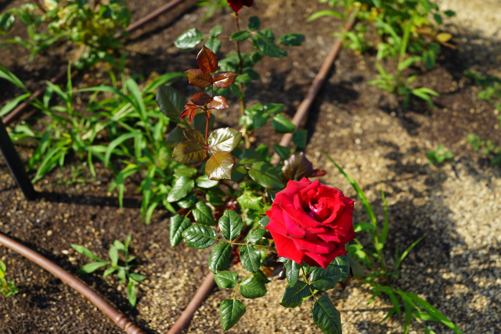 Rose Garden 