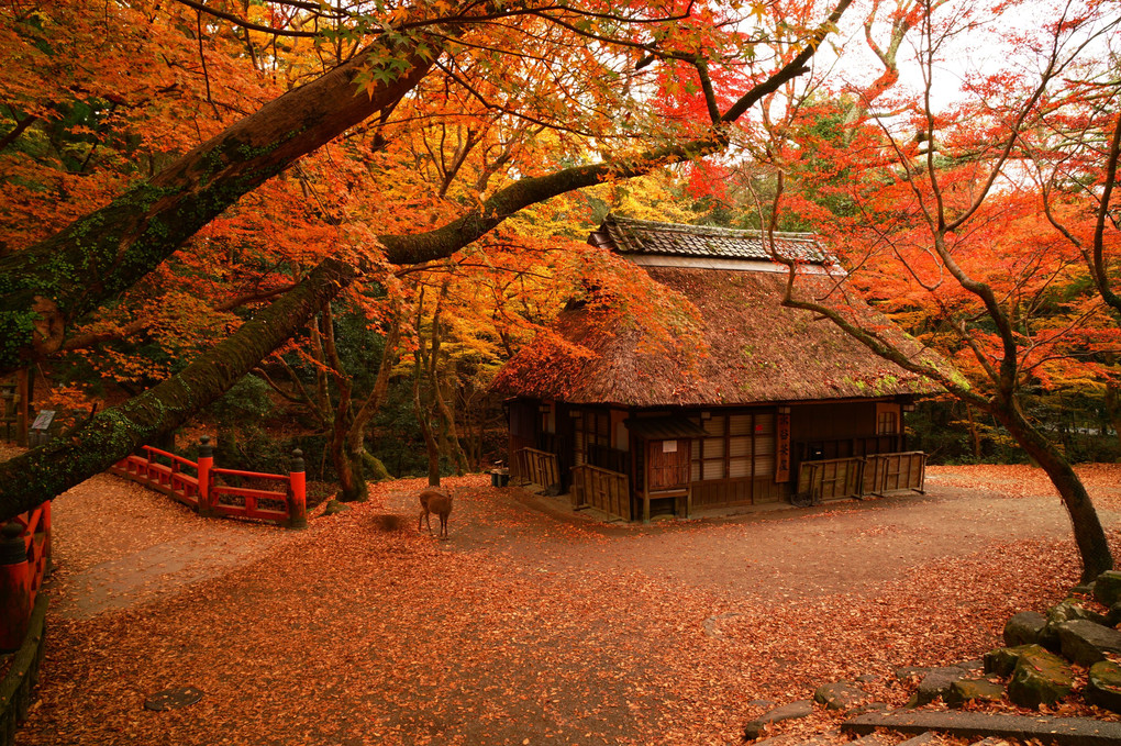 奈良公園　水谷茶屋
