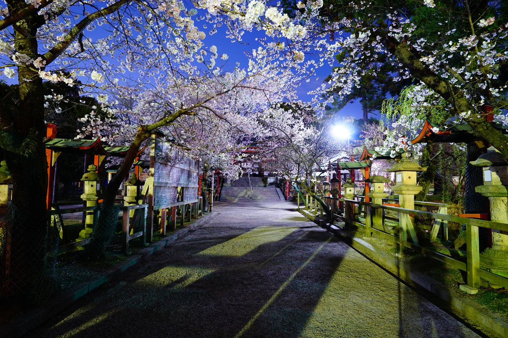 奈良　氷室神社の桜